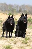 SCHIPPERKE 180